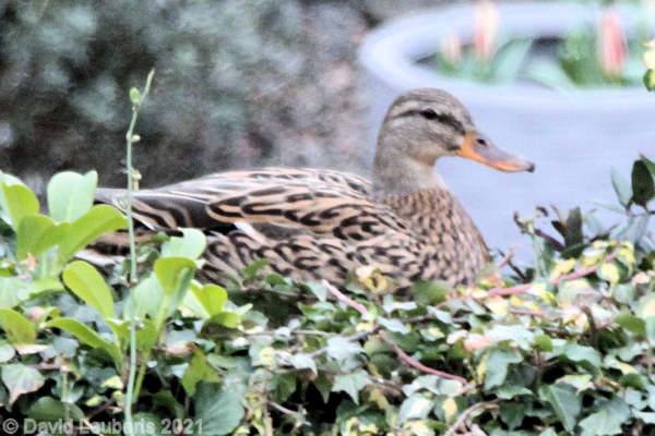 Mallard Duck Jemima exploring the ivy 6th March 2021