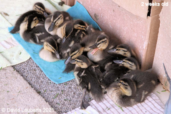 Mallard Duck Taking a break 6:56pm 10th May 2021