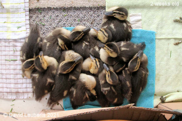 Mallard Duck Keep your friends close 7:11pm 10th May 2021