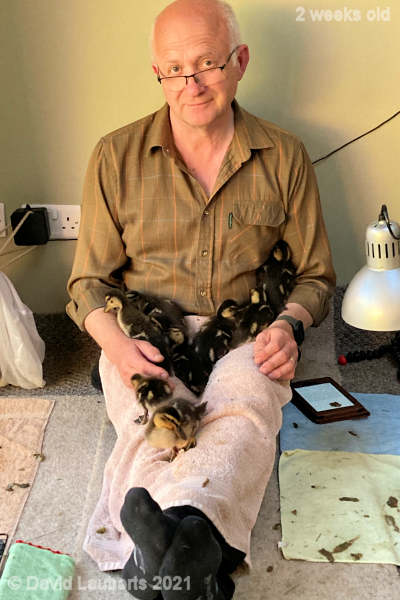 Mallard Duck Pooped out again 7:58pm 10th May 2021