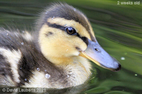 Mallard Duck Pondering Life 11:20am 11th May 2021