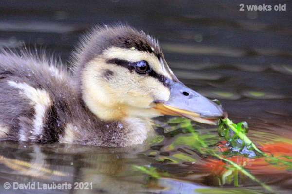 Mallard Duck Tasty stuff 11:20am 11th May 2021