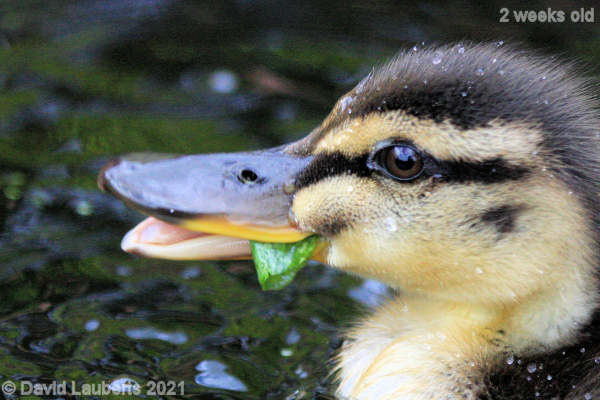 Mallard Duck Eating your greens 11:20am 11th May 2021