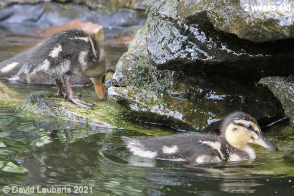 Mallard Duck Messing about the rocks 11:23am 11th May 2021