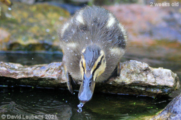 Mallard Duck I'm going go for it! 11:23am 11th May 2021