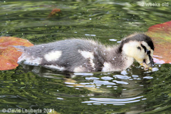 Mallard Duck Just dabbling 11:24am 11th May 2021