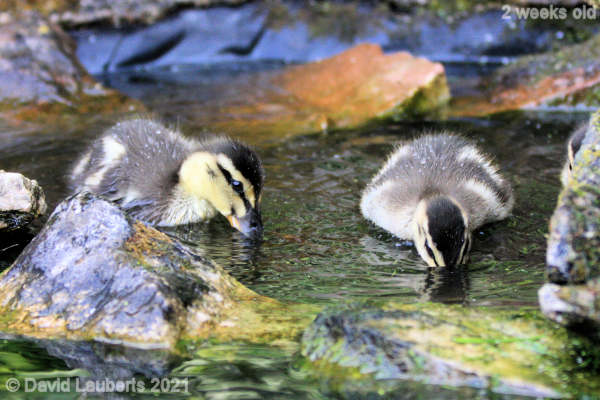 Mallard Duck Something hiding under here 11:24am 11th May 2021