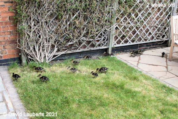 Mallard Duck First wander round 11:32am 11th May 2021