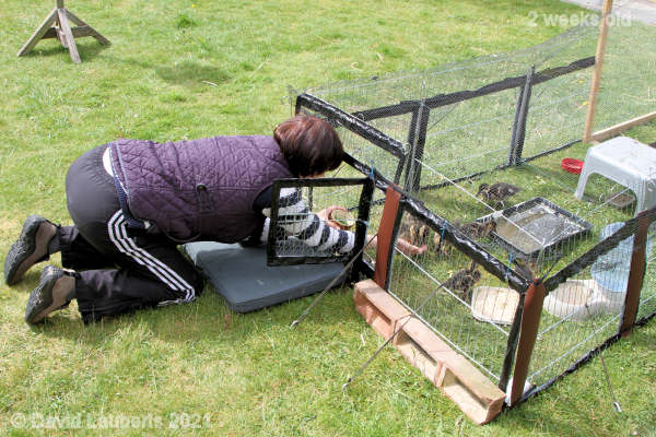 Mallard Duck Garden pea reward for coming home 11:36am 11th May 2021
