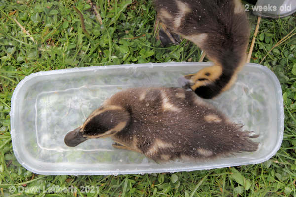Mallard Duck Testing a new pool addition 11:44am 11th May 2021
