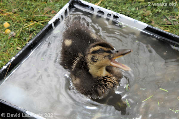 Mallard Duck Don't put your rollar in my pond! 11:45am 11th May 2021