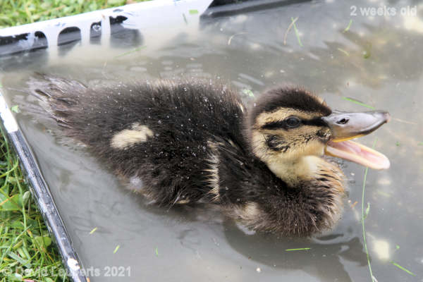 Mallard Duck It's lovely in here 11:45am 11th May 2021