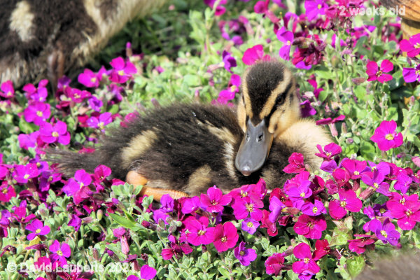 Mallard Duck I love posing 4:54pm 11th May 2021