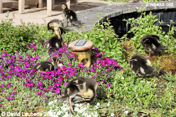 Mallard Duck Preening in the sun 4:54am 11th May 2021
