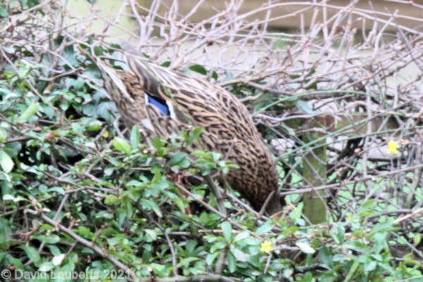 Mallard Duck Diving into the hedge 6th March 2021