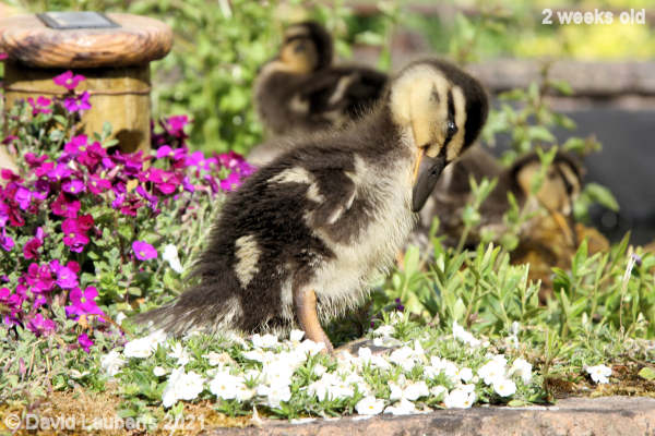 Mallard Duck These were lovely white flowers! 4:54pm 11th May 2021