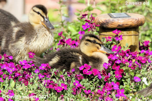 Mallard Duck Definitely the pink 4:54pm 11th May 2021