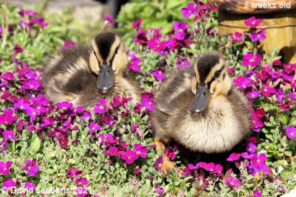 Mallard Duck Tweedle dee and tweedle dum 4:54pm 11th May 2021