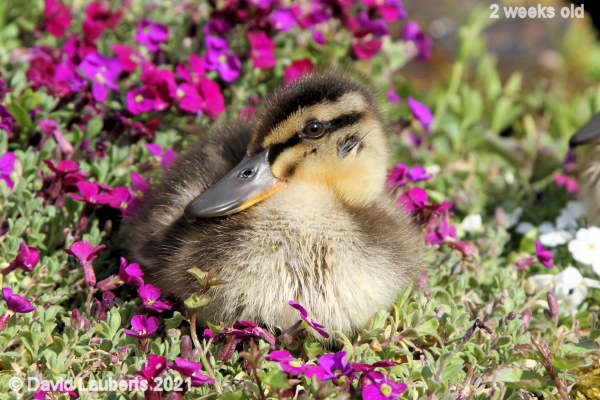 Mallard Duck My favourite flower 4:55pm 11th May 2021