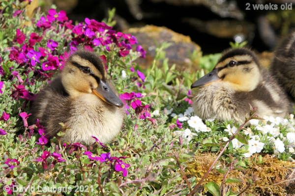 Mallard Duck Whose flowers are best? 4:55pm 11th May 2021