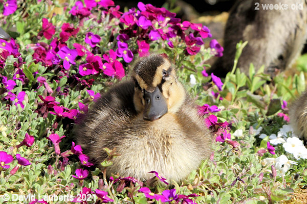 Mallard Duck Mine will win the flower show 4:55pm 11th May 2021