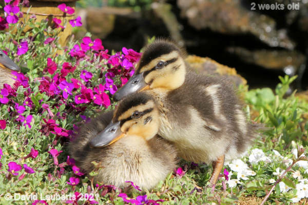 Mallard Duck I'm moving in on your patch 5:55pm 11th May 2021