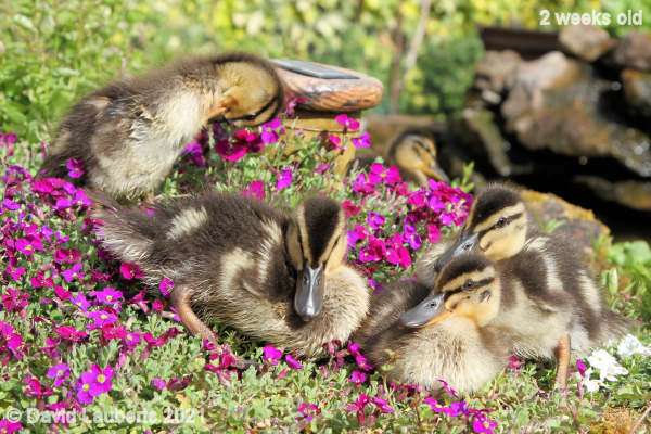 Mallard Duck Sunshine Corner 4:55pm 11th May 2021