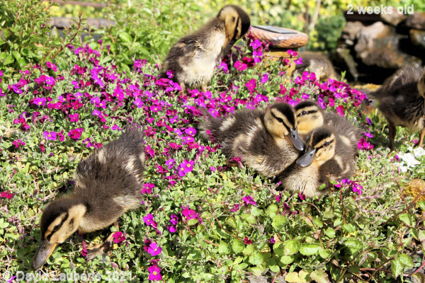 Mallard Duck Going over the edge 4:55pm 11th May 2021