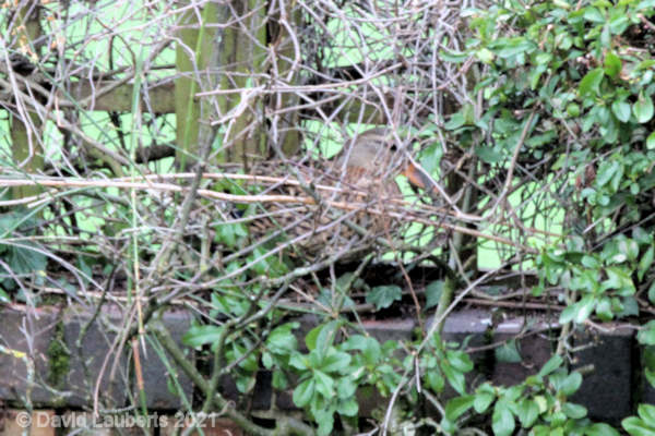 Mallard Duck Checking out the wall 6th March 2021