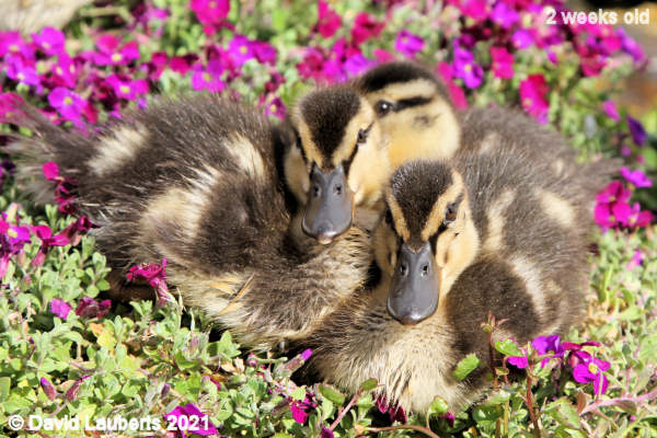 Mallard Duck Smile for the picture 4:55pm 11th May 2021