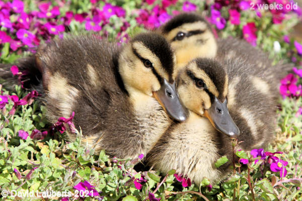 Mallard Duck Like peas in a pod 4:56pm 11th May 2021