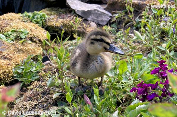 Mallard Little old me 12th May 2021