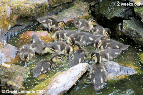 Mallard Duck Tucking in to breakfast 10:21am 12th May 2021