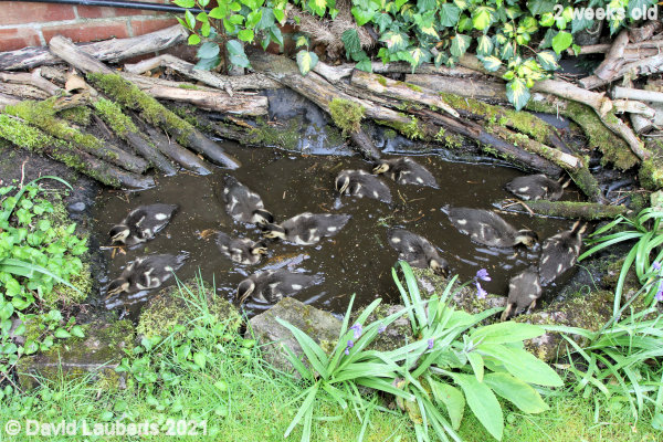 Mallard Duck All in the frog pond 10:32am 12th May 2021