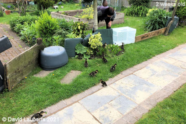 Mallard Duck Trying to find a way through 5:19pm 12th May 2021