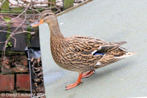 Mallard Duck Studying the layout from the shed 6th March 2021