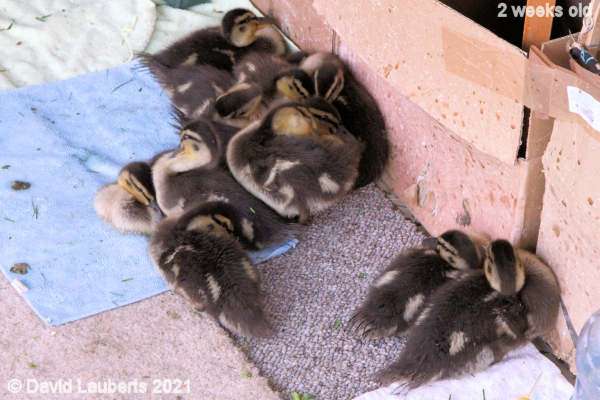 Mallard Duck Sleepy heads 8:03pm 12th May 2021