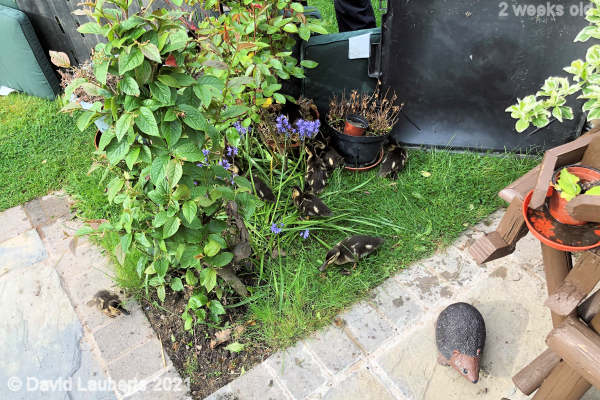 Mallard Duck Massing for the escape 08:27am 13th May 2021