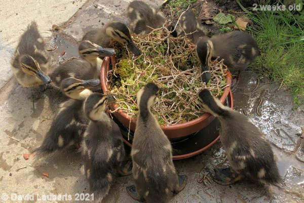 Mallard Duck Tucking into the succulents 12:22 pm 13th May 2021