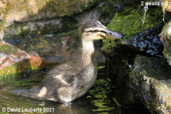 Mallard Duck Developing neck 5:26pm 13th May 2021