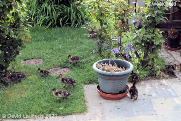 Mallard Duck Looking for holes in the new green fence 5:32am 13th May 2021