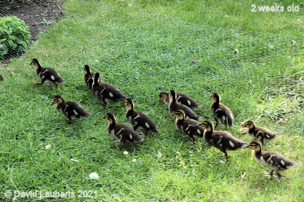 Mallard Duck Exploring the wire 5:32am 13th May 2021