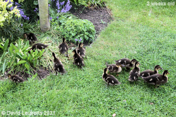 Mallard Duck Could be a weak spot here 5:32pm 13th May 2021