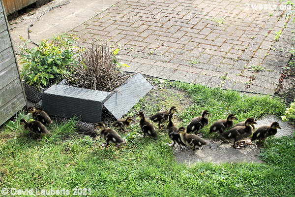 Mallard End of the wire 5:33pm 13th May 2021