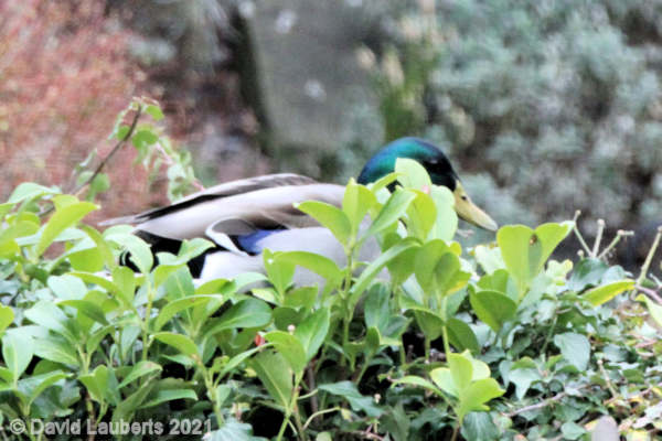 Mallard Duck Daddy hunkered down looking at the cat 6th March 2021