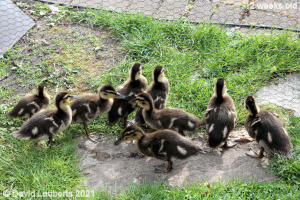Mallard Duck How we going get through here lads? 5:33pm 13th May 2021