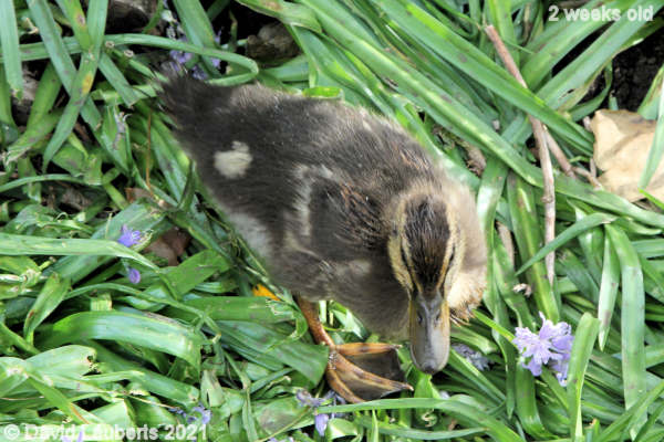 Mallard Duck Loving the bluebells 5:35pm 13th May 2021