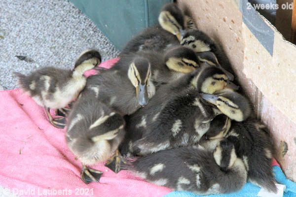 Mallard Duck Piling up 6:49pm 13th May 2021