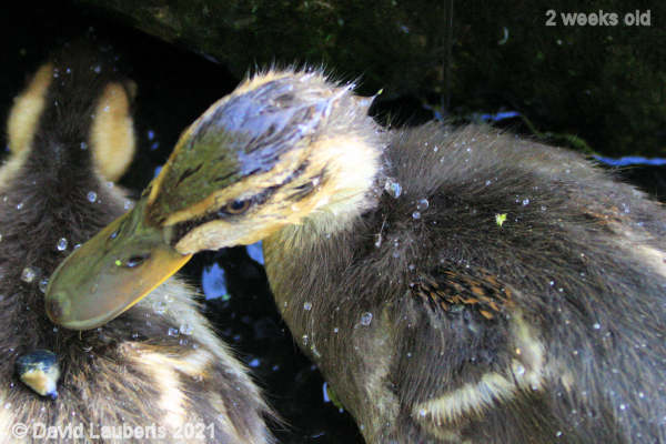 Mallard Duck Signs of shoulder feathers 5:25pm 13th May 2021