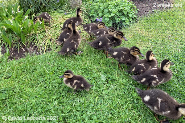 Mallard Duck Pondering an escape 9:12am 14th May 2021